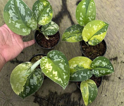 Scindapsus Sentarum Variegate Real Picture Rare Plant – Garden Flower Seeds