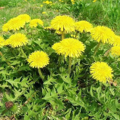 Dandelion – Perennial Herb and Salad Seeds