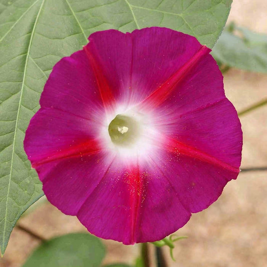 Scarlet O’Hara Morning Glory Colorful Wildflower Garden Seeds