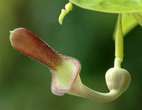 Aristolochia Tagala Vine Indian Birthwort Dutchman's Pipe From Usa – Climbing Flower Seeds Product Image – High Quality Seeds for Gardeners