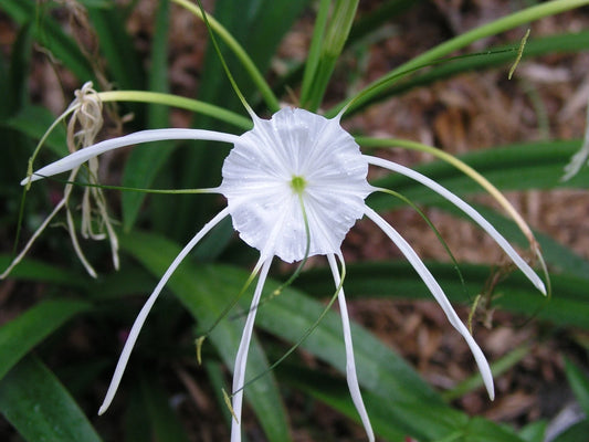 Hymenocallis Large Blooming-Size Bulb - Flower Seeds