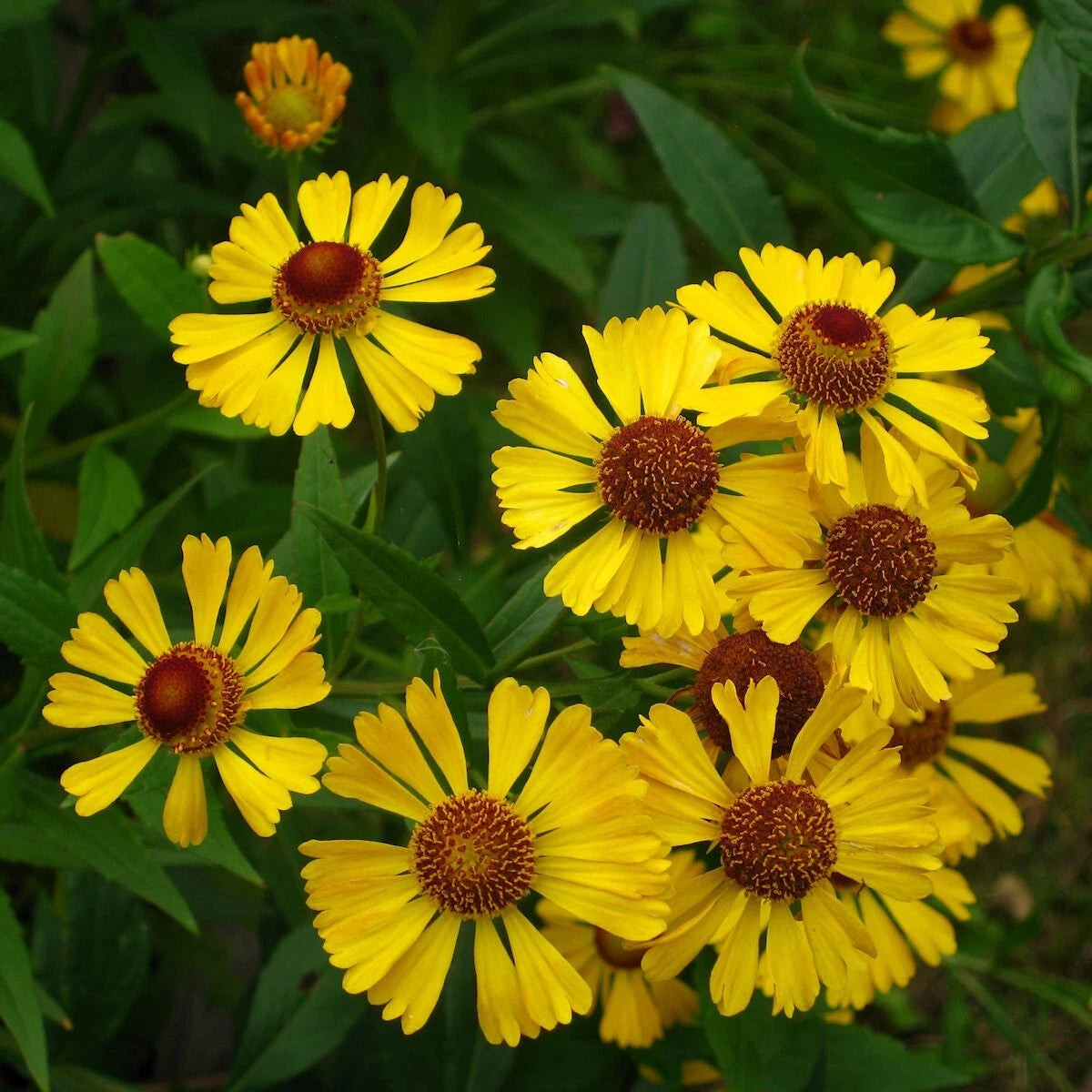 Autumn Sneezeweed Helenium – Hardy Wildflower Garden Seeds