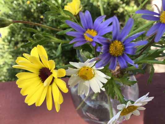 Daisy Seed Mix Colorful Pastel Garden Flower Seeds