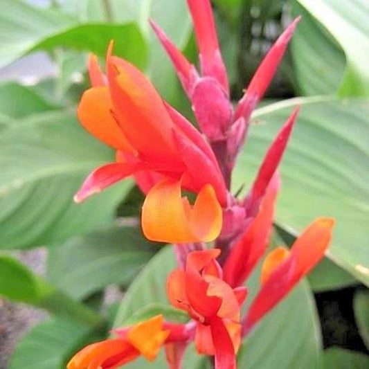 Canna Coccinea Vibrant Garden Flower Seeds