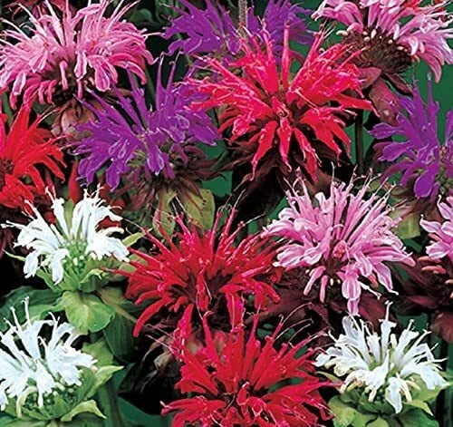 Bee Balm Monarda Didyma Mixed Color Flower Seeds