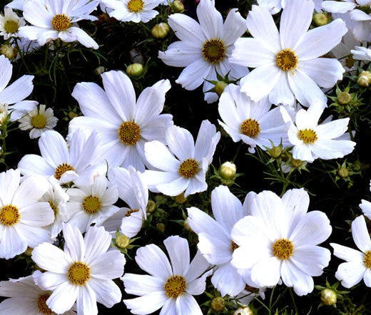 Cosmos Purity Cosmos Bipinnatus – Colorful Garden Flower Seeds