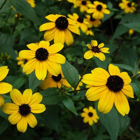 Brown Eyed Susan – Hardy Wildflower Garden Seeds