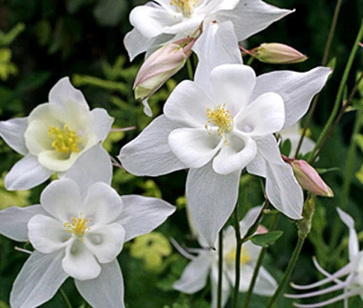 Columbine Crystal Star Aquilegia Caerulea – Colorful Garden Flower Seeds