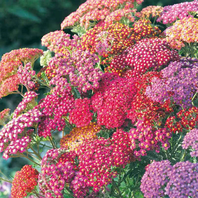 Yarrow Achillea Summer Berries Mix – Perennial Flower Seeds