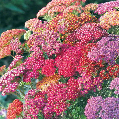 Yarrow Achillea Summer Berries Mix – Perennial Flower Seeds