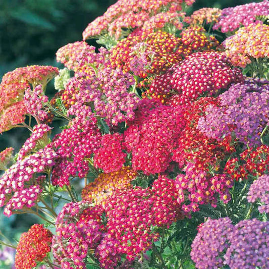 Yarrow Achillea Summer Berries Mix – Perennial Flower Seeds