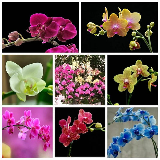 Heirloom Phalaenopsis Moth Orchid Perennial Bonsai Garden Flower Seeds - Flower Seeds