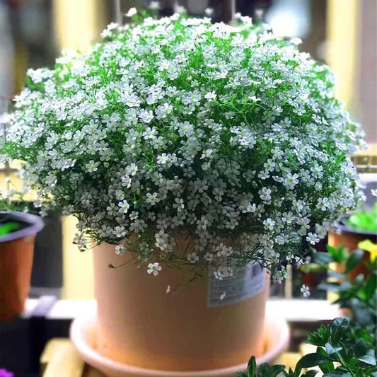 Baby’s Breath Gypsophila Elegans – White Garden Flower Seeds