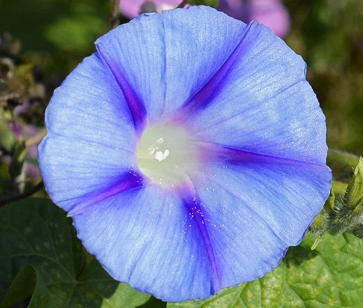 Morning Glory Ipomoea Purpurea – Caprice Flower Seeds