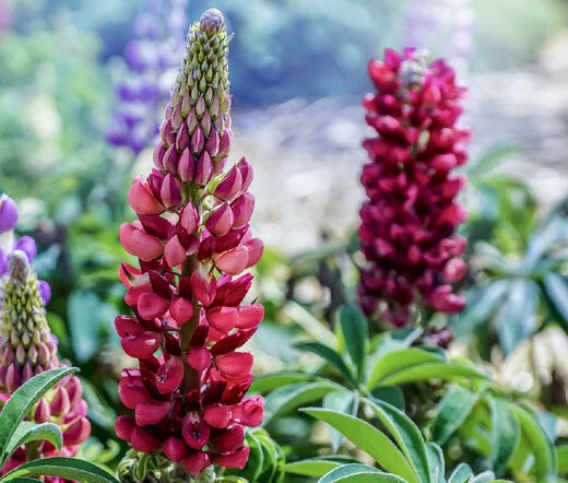 Lupine Russell Red Lupinus Polyphyllus – Perennial Flower Garden Seeds