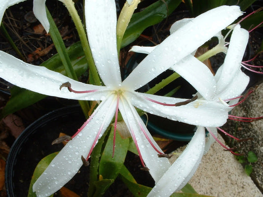 Crinum Lily Grab Bag At Least Types - Over Off - Flower Seeds