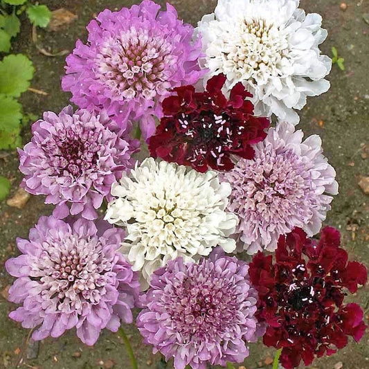 Imperial Mixed Pincushion Flower – Colorful Wildflower Seeds