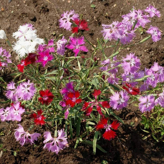 Fringed Pinks Dianthus – Colorful Wildflower Garden Seeds