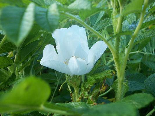White Rugosa Rose Rosa Rugosa Albiflora Perennial Shrub Flower Seeds