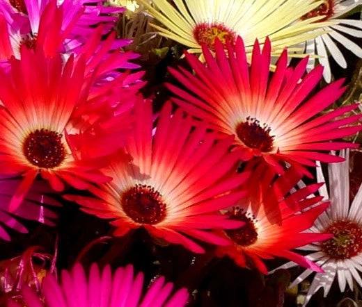 Ice Plant Gelato Bright Red Dorotheanthus Bellidiformis – Colorful Garden Flower Seeds