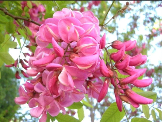 Robinia Hispida Fragrant Hardy Flowering Shrub Seeds