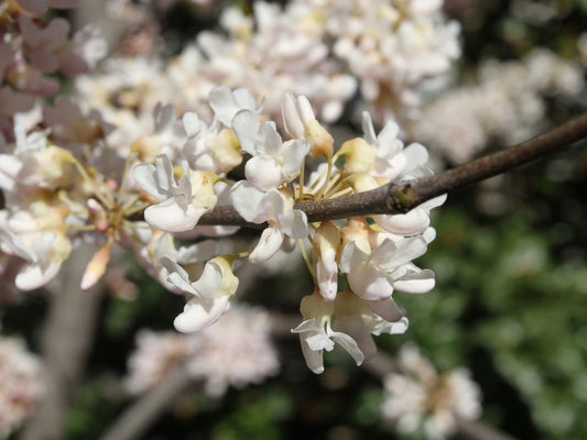 Pauline Lily Redbud Cercis Canadensis – Light Pink Flower Tree Seeds