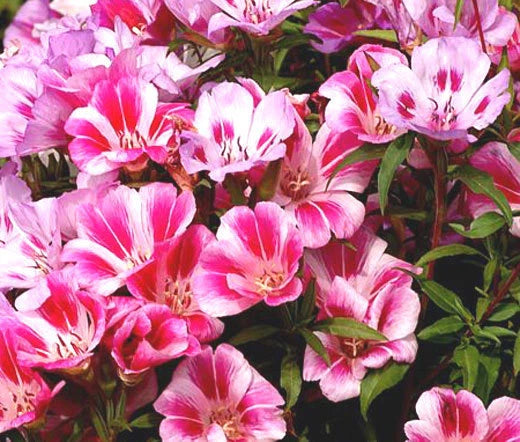 Godetia Farewell To Spring Dwarf Clarkia Amoena – Compact Garden Flower Seeds