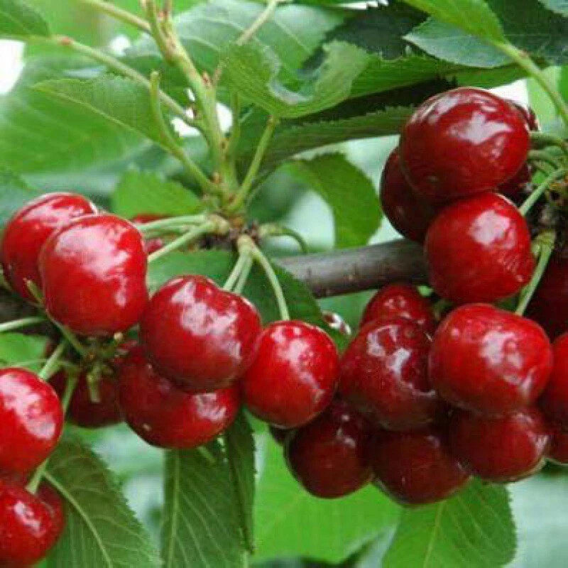 CHERRY SEEDS SWEET EDIBLE FRUIT Native Tree - Fruit Seeds