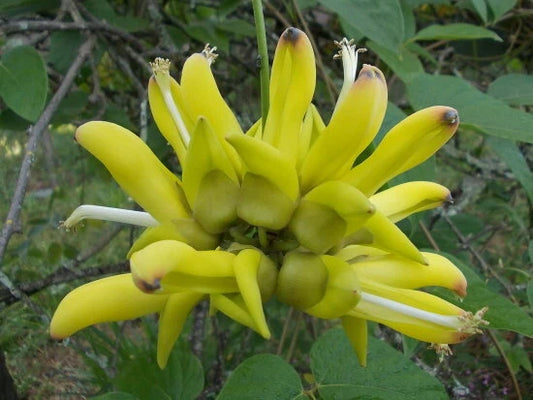 Mucuna Sloanei Gold Jade Vine Climbing Flower Seeds