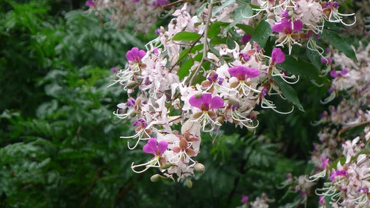 Fragrant Flowering Shrub Lysidice Rhodostegia – Ornamental Tree Seeds