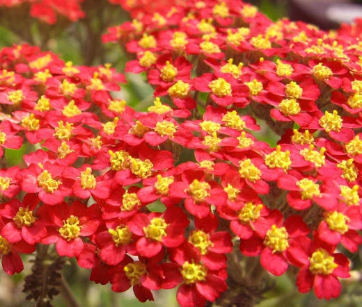 Yarrow Red Achillea Millefolium Rubrum – Perennial Garden Flower Seeds