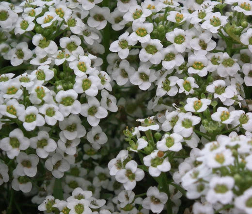 Alyssum White Carpet of Snow Lobularia Maritima – Ground Cover Flower Seeds