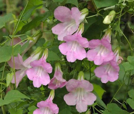Asarina Climbing Snapdragon Rose Asarina Scandens – Climbing Flower Seeds