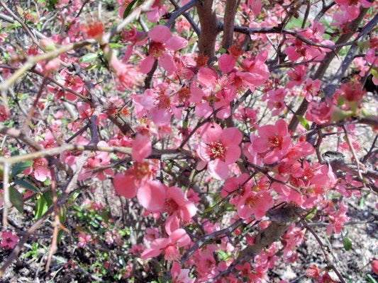 Enchantress Flowering Quince Chaenomeles Californica Ornamental Shrub Seeds