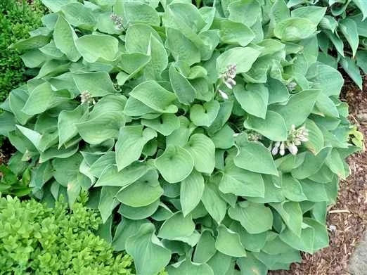 Pearl Lake Hosta Hardy Perennial Garden Flower Seeds