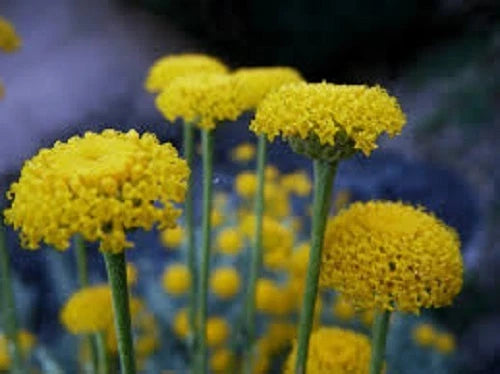 Fragrant Santolina Cottton – Fragrant, Perennial Herb Seeds for Planting
