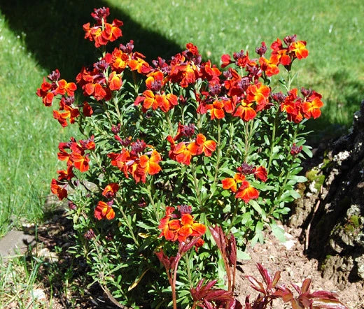 English Wallflower Cheiranthus Cheiri – Hardy Garden Flower Seeds
