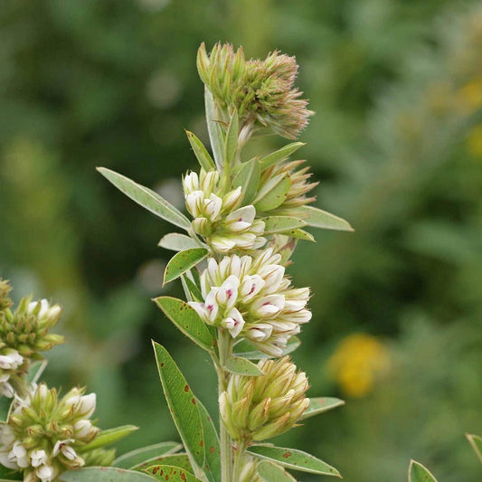 Round Headed Bush Clover – Wildflower Garden Seeds