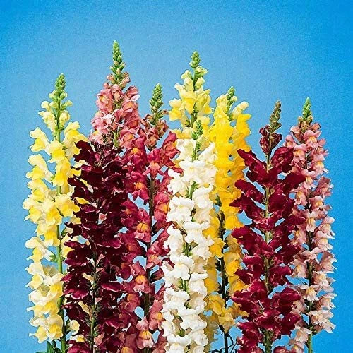 Snapdragon Mix Colorful Garden Flower Seeds