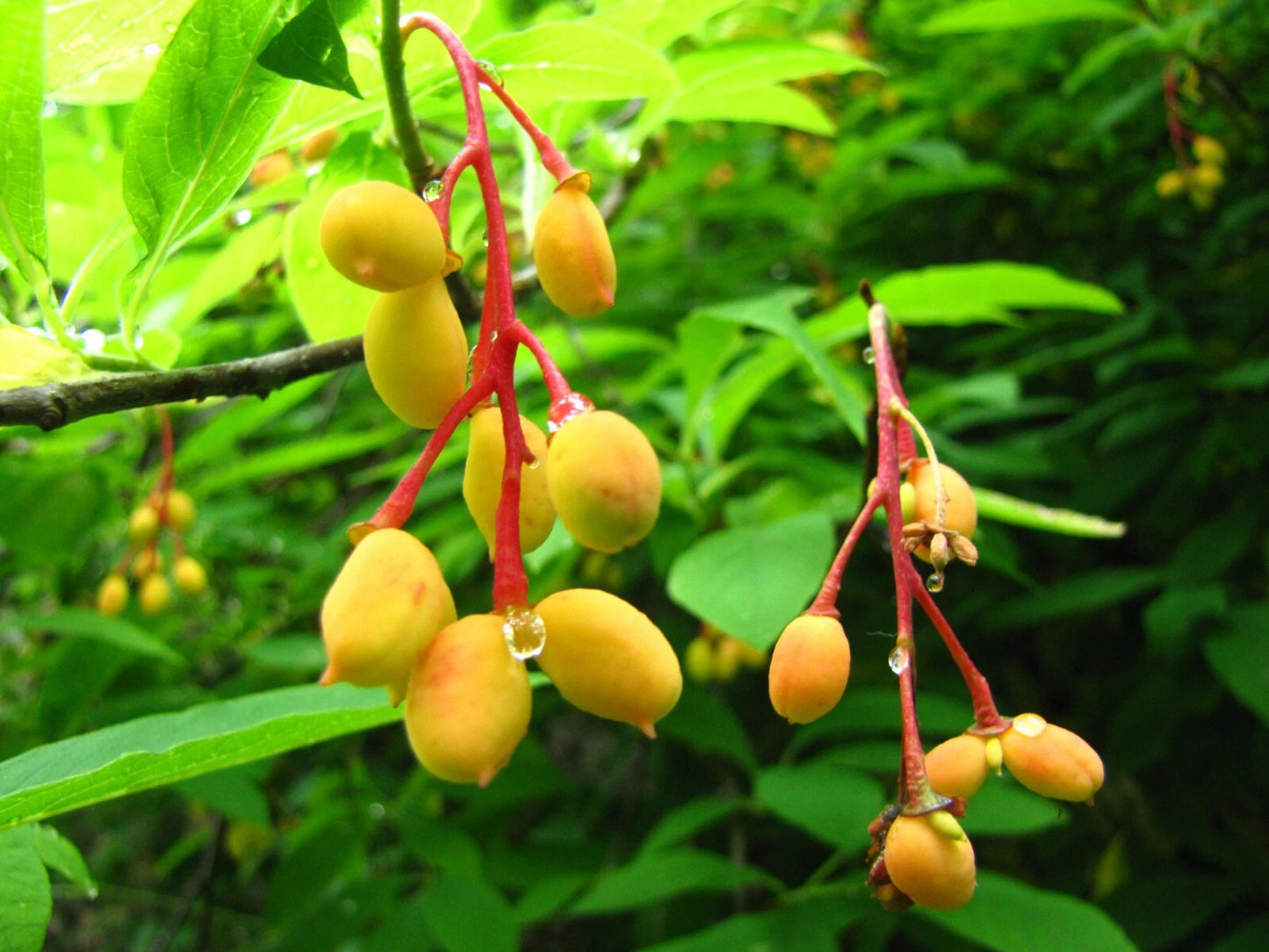 Indian Plum Oemleria Cerasiformis Hardy Fruit Tree Seeds