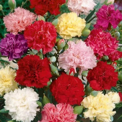 Dianthus Chabaud – Mixed Carnation Double Bloom Flower Seeds