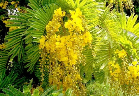 Copper Pod Tree Peltophorum Pterocarpum Fragrant Flower Tree Seeds