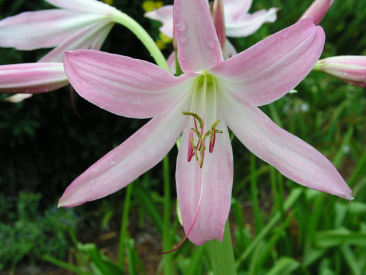 Crinum Lily Pink Mystery Large Blooming-size Bulb - Flower Seeds