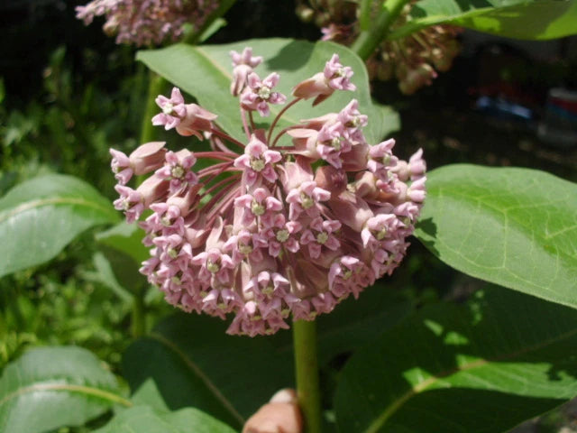 Common Milkweed Asclepias Syriaca – Pollinator Flower Seeds