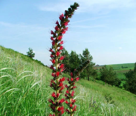 Red Russian Bugloss Echium Russicum Rubrum Colorful Flower Seeds