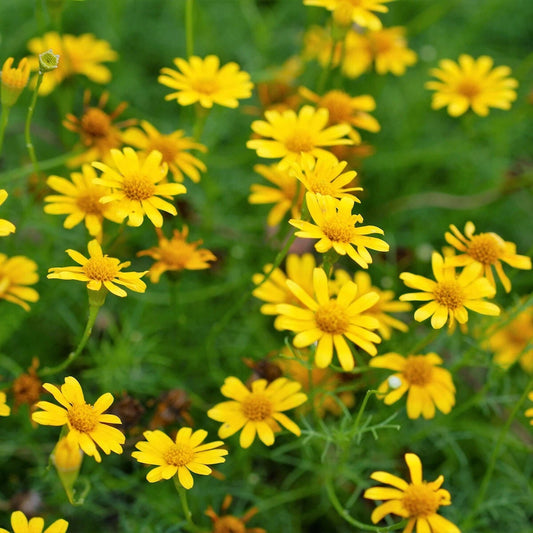 Dahlberg Daisy Thymophylla – Hardy Wildflower Garden Seeds