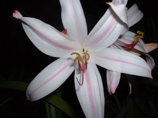 Crinum Lily Digweedii Helen Mcrory Large Blooming-Size Bulb