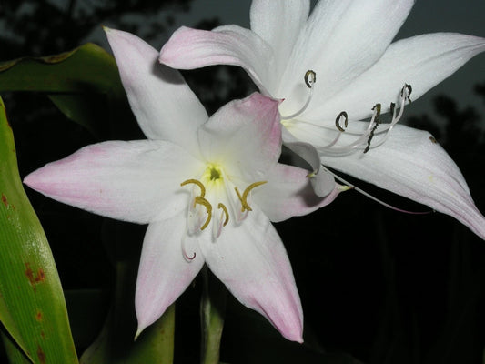 Crinum Lily Elusive – Garden Flower Seeds for Planting