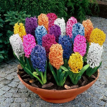 Dwarf Hyacinth – Early Blooming Annual Flower Seeds