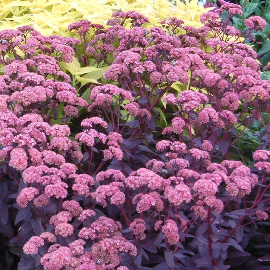 Purple Emperor Sedum – Perennial Flower Seeds
